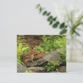 Carte Postale Bébé aimant Chipmunk frères et soeurs (Debout devant)