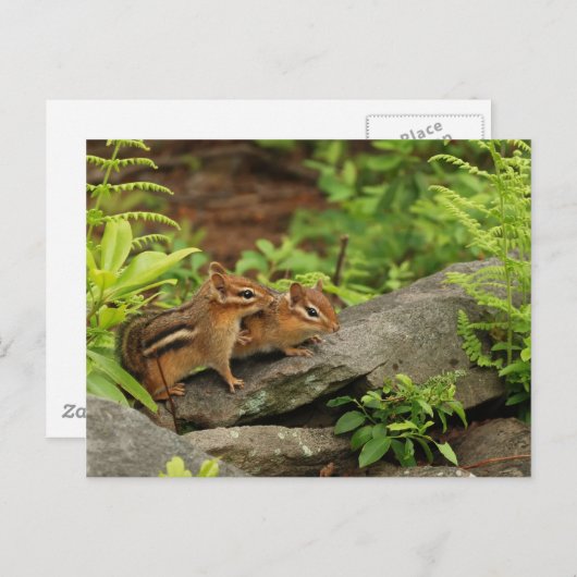 Carte Postale Bébé aimant Chipmunk frères et soeurs (Devant / Derrière)