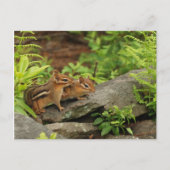 Carte Postale Bébé aimant Chipmunk frères et soeurs (Devant)