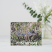 Carte Postale Bébé Alligator mignon Nature Floride Personnaliser (Debout devant)