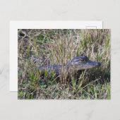 Carte Postale Bébé Alligator mignonne Nature Floride (Devant / Derrière)