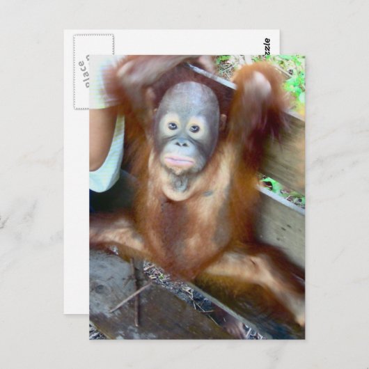 Carte Postale Bébé animal Accident de potty (Devant / Derrière)