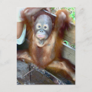 Carte Postale Bébé animal Accident de potty