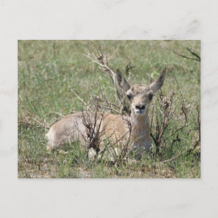 Carte Postale Bébé Antilope d'Amérique tête haute A7