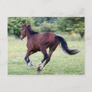 Carte Postale bébé baie