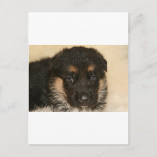 Carte Postale Bébé berger allemand chiot "Khloe"