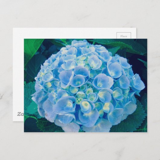 Carte Postale Bébé bleu hydrangée fleur (Devant / Derrière)