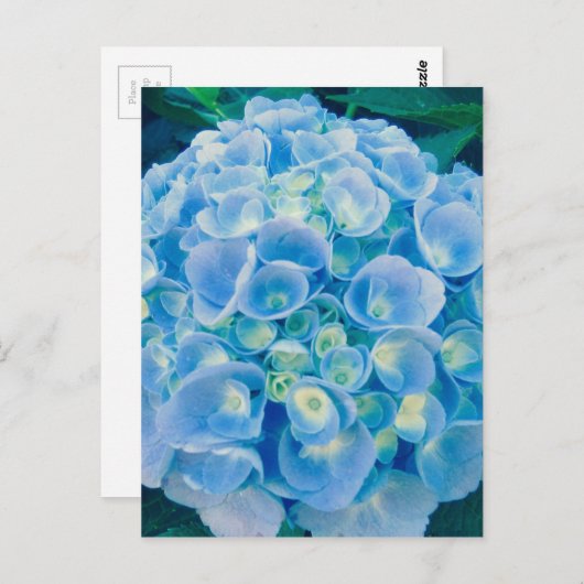 Carte Postale Bébé bleu hydrangée fleur (Devant / Derrière)