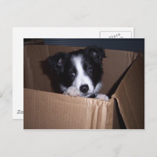 Carte Postale Bébé Bordure Collie (Devant / Derrière)