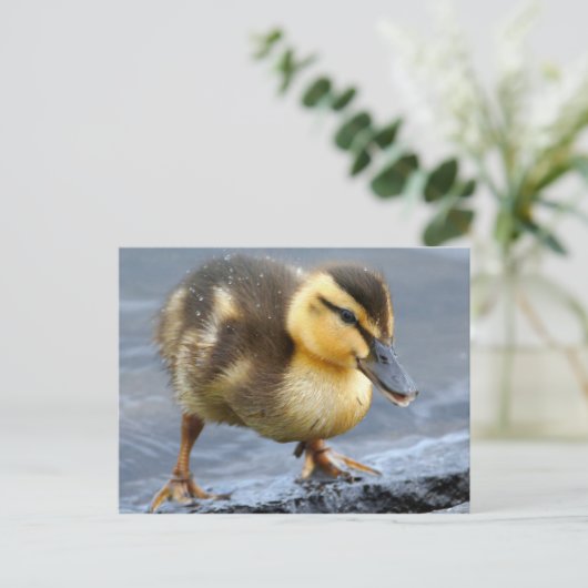 Carte postale Bébé Canard (Debout devant)