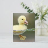 Carte Postale bébé canard nager mignon (Debout devant)