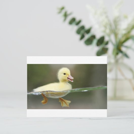 Carte Postale bébé canard nager mignon (Debout devant)