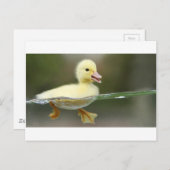 Carte Postale bébé canard nager mignon (Devant / Derrière)