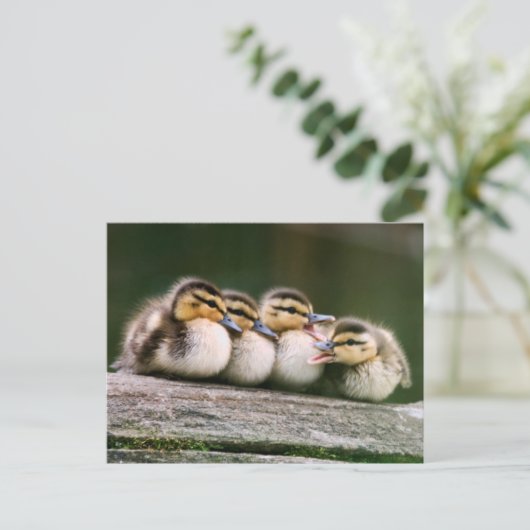 Carte Postale Bébé Canards (Debout devant)