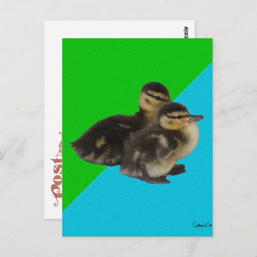 Carte Postale Bébé Canards sur Grass Green et Sky Blue (Devant / Derrière)