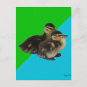 Carte Postale Bébé Canards sur Grass Green et Sky Blue (Devant)