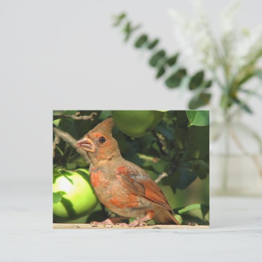 Carte Postale Bébé Cardinal (Debout devant)