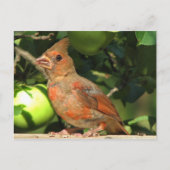 Carte Postale Bébé Cardinal (Devant)