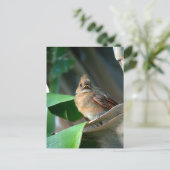 Carte Postale Bébé Cardinal Faune mignonne Photographie (Debout devant)