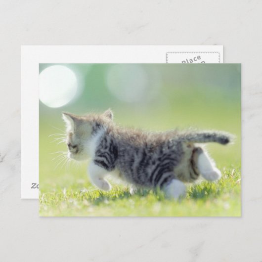 Carte Postale Bébé chat courant sur le terrain d'herbe. (Devant / Derrière)