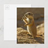 Carte Postale Bébé chien de prairie mangeant, Arizona (Devant / Derrière)