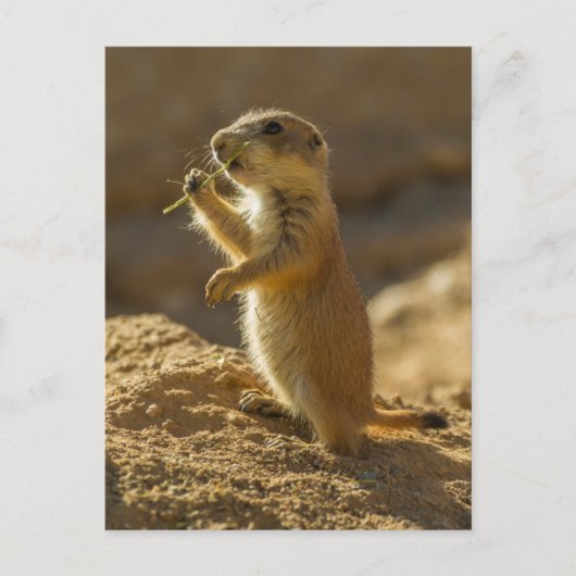 Carte Postale Bébé chien de prairie mangeant, Arizona (Devant)