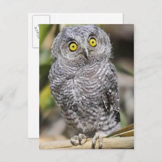 Carte Postale Bébé - Chouette (Devant / Derrière)