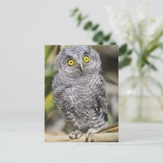 Carte Postale Bébé - Chouette (Debout devant)