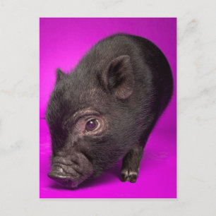 Carte Postale Bébé Cochon noir