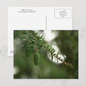 Carte Postale Bébé cônes de pin (Devant / Derrière)