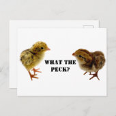 Carte Postale Bébé Coturnix et bobwhite Quail Chicks (Devant / Derrière)