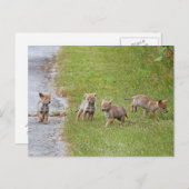 Carte Postale Bébé Coyotes courir et jouer (Devant / Derrière)