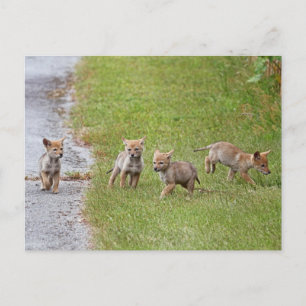 Carte Postale Bébé Coyotes courir et jouer