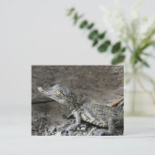 Carte Postale Bébé crocodile nain (Debout devant)