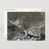 Carte Postale Bébé crocodile nain (Devant / Derrière)