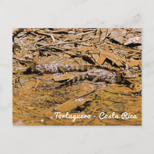 Carte Postale Bébé crocodiles en Tortuguero - Costa Rica