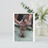 Carte Postale Bébé Cutest Jamais - Orphelin Orangoutan (Debout devant)