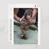 Carte Postale Bébé Cutest Jamais - Orphelin Orangoutan (Devant / Derrière)