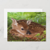 Carte Postale Bébé de cerfs à queue blanche, Kentucky, âgé de de (Devant / Derrière)