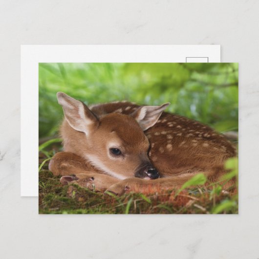 Carte Postale Bébé de cerfs à queue blanche, Kentucky, âgé de de (Devant / Derrière)