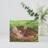 Carte Postale Bébé de cerfs à queue blanche, Kentucky, âgé de de (Debout devant)