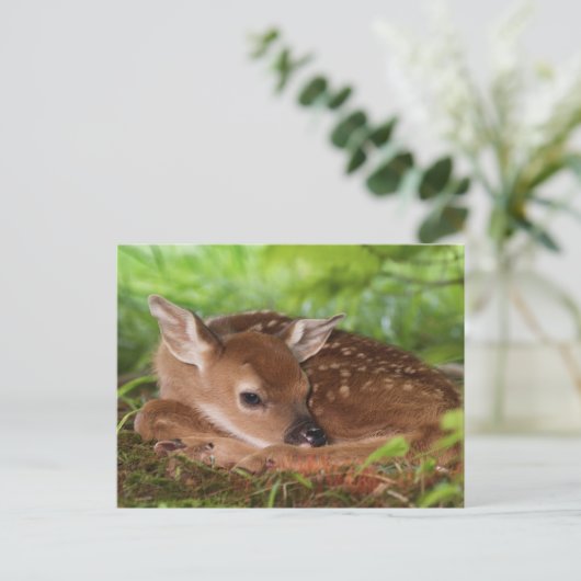 Carte Postale Bébé de cerfs à queue blanche, Kentucky, âgé de de (Debout devant)