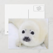 Carte Postale Bébé de phoque du Groenland sur la glace de la mer (Devant / Derrière)
