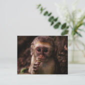 Carte Postale Bébé de singe Vervet doux (Debout devant)