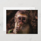 Carte Postale Bébé de singe Vervet doux (Devant / Derrière)