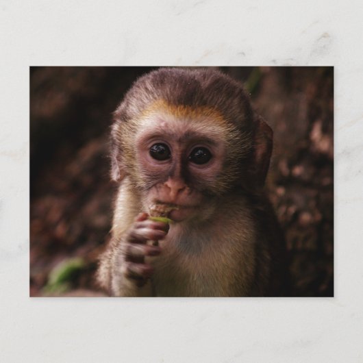 Carte Postale Bébé de singe Vervet doux (Devant)