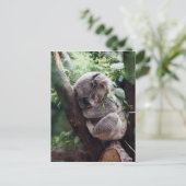 Carte Postale Bébé dormant Koala (Debout devant)