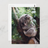 Carte Postale Bébé dormant Koala (Devant / Derrière)
