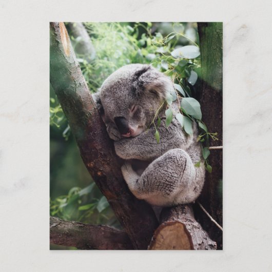 Carte Postale Bébé dormant Koala (Devant)