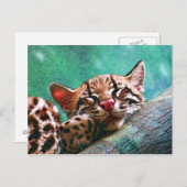 Carte Postale Bébé dormant mignon Ocelot Kitten (Devant / Derrière)